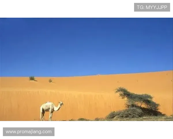 德班国际娱乐平台:探索非洲最具影响力的线上娱乐新地标 德班国际娱乐平台:探索非洲最具影响力的线上娱乐新地标